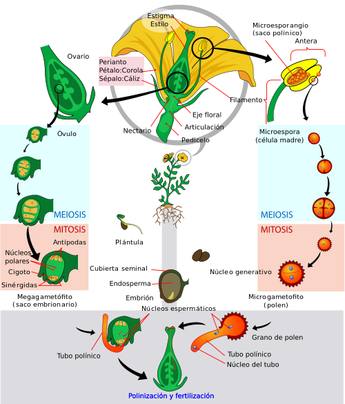 ciclo de la vida de una planta